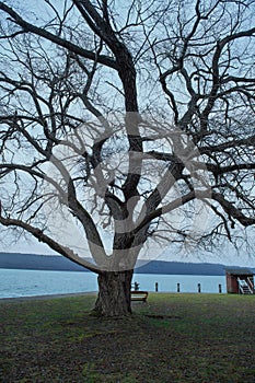 Lake Cayuga Tree photo