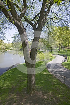 Lake in Central Park in the Spring, New York City, New York photo