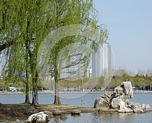 A lake in century park