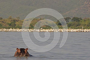 Lake chamo: Head of hypo raising from the water photo