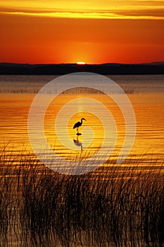 Lake Champlain Bird and Golden Sunrise photo