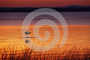 Lake Champlain Heron Hunting at Dawn photo
