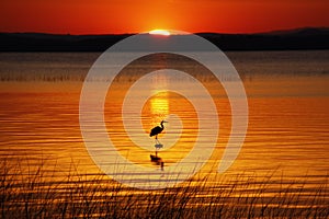 Lake Champlain Hunting Heron at Sunrise photo