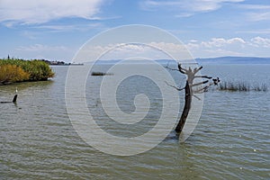 lake chapala along ajijic and chapala on horizon