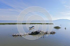 Lake Chapala Pelicans