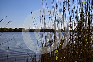 Lake on a clear day in spring framed by canes