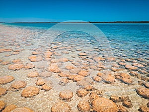 Lake Clifton's thrombolites in south of Mandurah, Western Australia. are living Fossils and very fragile, so a