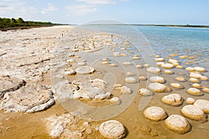 Lake Clifton Thrombolites