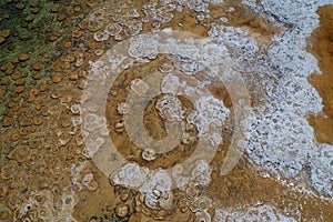 Lake Clifton Thrombolites in Western Australia