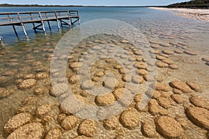 Lake Clifton thrombolites in Western Australia between Mandurah and Bunbury