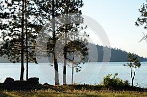 Lake Coeur d`Alene with Ponderosa Pines
