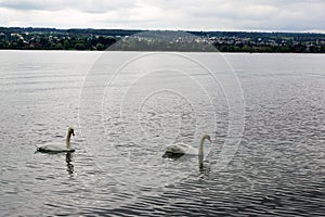 Lake constance in germany in fall