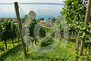 Lake Constance vineyard photo