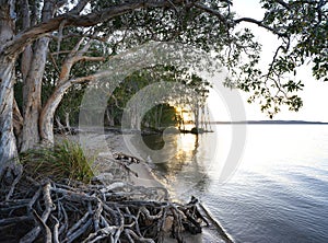 Lake Cootharaba Sunrise