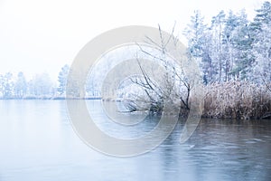 Lake covered with the dense fog near the forest with trees and plants covered with snow