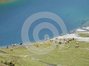 Lake and cows in Switzerland