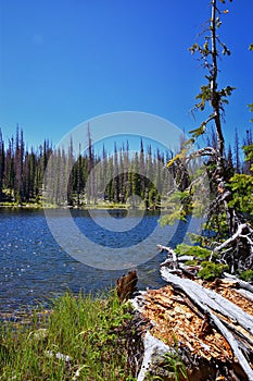 Lake Cuberant hiking trail views of ponds, forest and meadows around Bald Mountain Mount Marsell in Uinta Mountains from Pass Lake