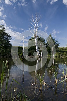 The lake a dead birches