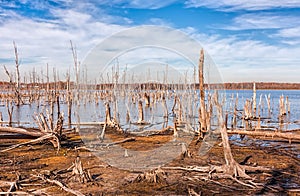 Lake and Dead Trees