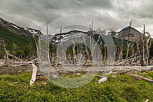 Lake with dead trees at Martial Mountains, Ushuaia, Argentina