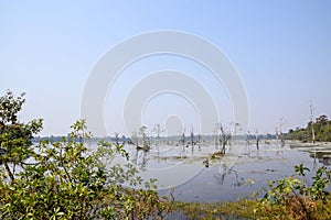 Lake with dead trees and trunks close to angkor wat, siem reap in cambodia