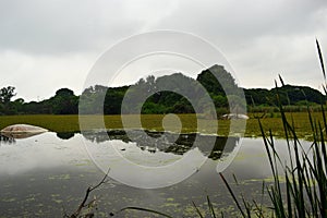 Lake in Deep Forest With Big trees wildlife Stock Photograph Image