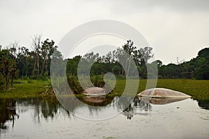 Lake in Deep Forest With Big trees wildlife Stock Photograph Image
