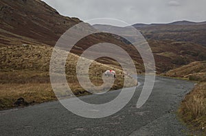 Lake District, Cumbria, England - autumn on a cloudy day - sheep by the road.