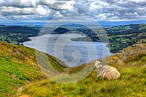 The Lake District Cumbria England UK sheep with elevated view of Ullswater English countryside in hdr