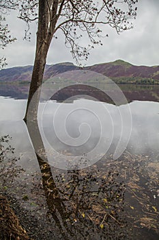 Lake District, Cumbria, England, the UK - tree and its reflection.