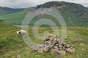 Lake District Mountain Sheep