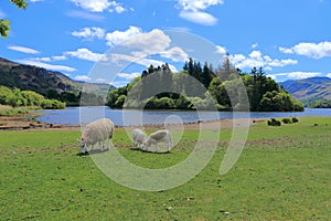 Lake District National Park, Cumbria, Sheep and Lambs on Grassy Lake Shore at Derwentwater near Keswick, England, Great Britain