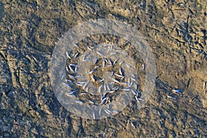 Lake that dried up and dead fish