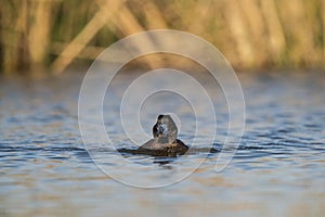 Lake Duck in Pampas Lagoon environment, La Pampa