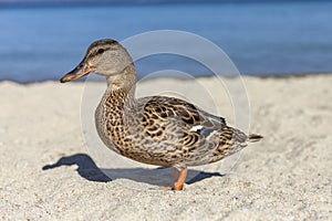 Lake Duck