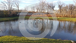 Lake with ducks