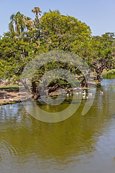 Lake and ducks in Bosques de Palermo park