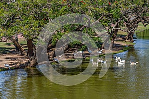 Lake and ducks in Bosques de Palermo park photo