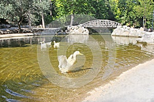 Lake with ducks at the National Garden of Athens Greece