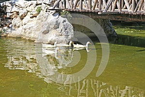 Lake with ducks at the National Garden of Athens Greece