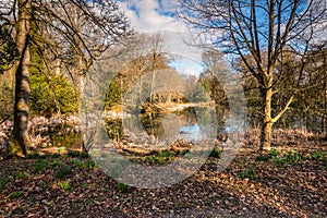 Lake in early springtime woodland