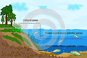 Pond or river freshwater zones diagram with text for education. Lake ecosystems division into littoral, open water and deep water photo