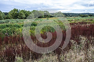 Lake Edge - Combe Valley Marshes