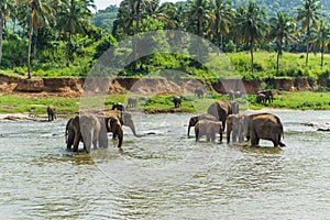 Lake with elephants walking around near a grassy shore