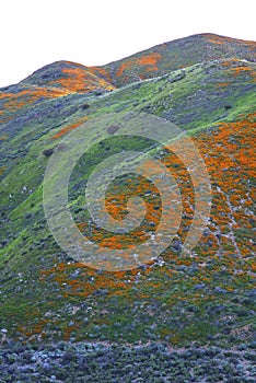 Lake Elsinore Poppies 2019