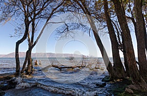 Lake Erhai and trees in the water, Dali, Yunan, China