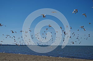 Lake Erie - sand beach and seagulls photo