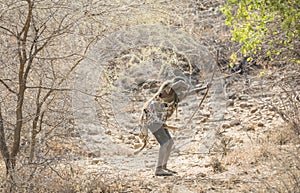 Hadzabe man hunting with his bow and arrows