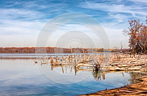 Lake and Fallen Trees