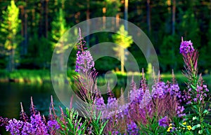 Lake with fireweed flowers photo